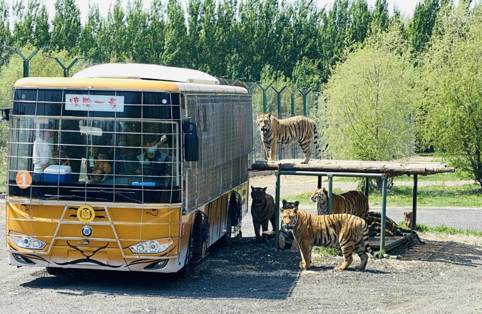 沈阳东北虎再度崛起,一记制胜球带来胜利 沈阳东北虎再度崛起,一记制胜球带来胜利