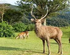 雄鹿豪取五连胜,席尔瓦成为禁区利刃的简单介绍 雄鹿豪取五连胜,席尔瓦成为禁区利刃的简单介绍